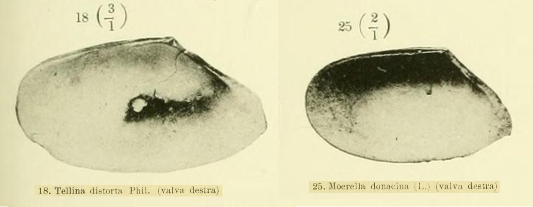 Tellina distorta ?? (Poli, 1791) Pliocene - Astigiano